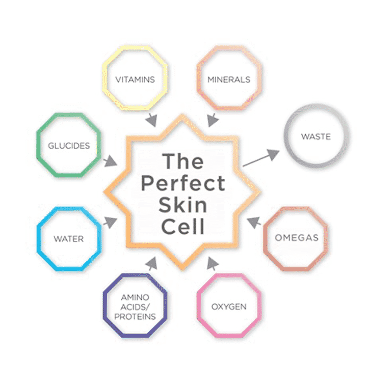 Oskia-the-perfect-skin-cell-infographic